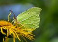 Yellow Brimstone Butterfly - PhotoDune Item for Sale