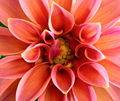 Abstact natural flower background with a dahlia blossom - PhotoDune Item for Sale