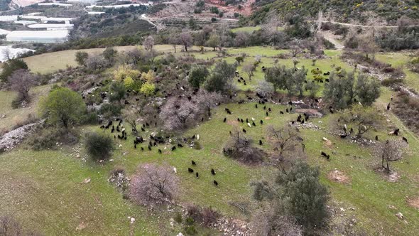 Herd of sheep in the mountains aerial view 4 K