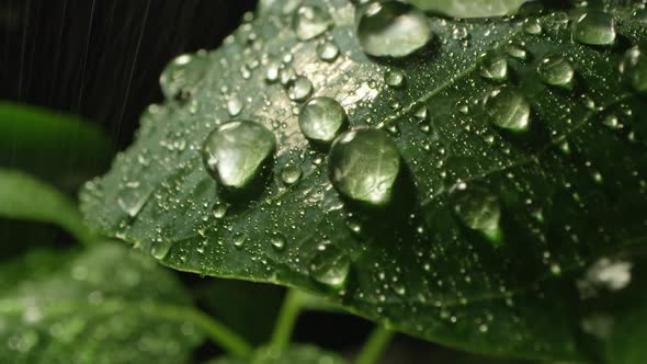 Rain splashing on leaf in macro viewing droplets of water