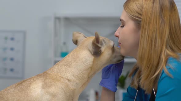 Young Doctor in Uniform and Gloves Playing With Dog Closeup, Pet Clinic Service