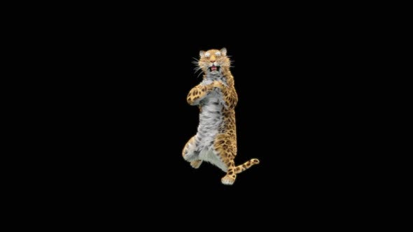 Leopard Dancing HD