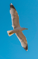 Seagull in sky - PhotoDune Item for Sale