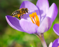 Flying bee at a purple crocus flower blossom - PhotoDune Item for Sale