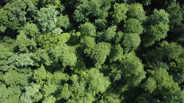 Zoom Over The Treetops Of The Forests