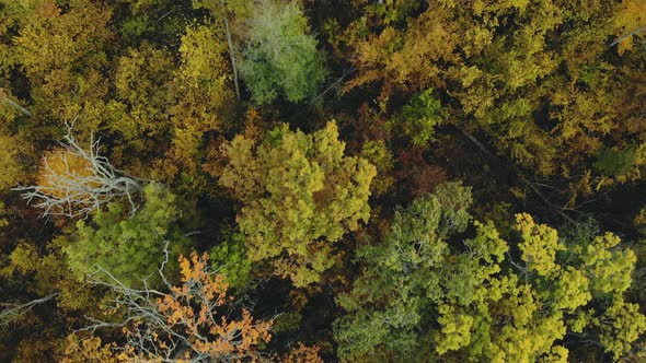 Flying Directly Over the Tops of Colorful Trees in a Dense Forest. Stunning Autumn Landscape