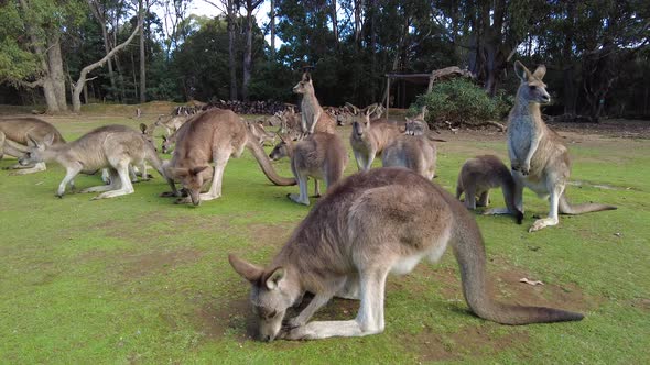 Group of kangaroos sitting around and standing up.