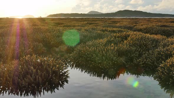 Sunrise Above Coral Reefs