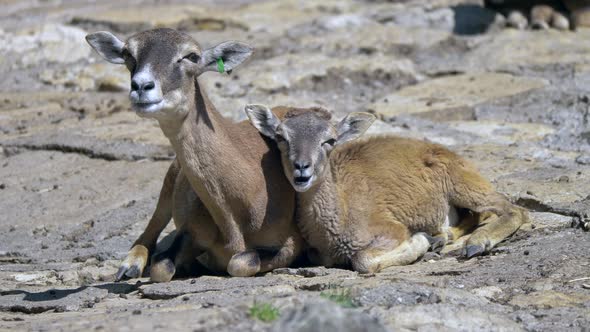 Mother and newborn mouflon lying on ground and eating in sunlight,close up