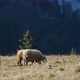 A Group of Sheep Grazing on a Dry Grass Field - VideoHive Item for Sale