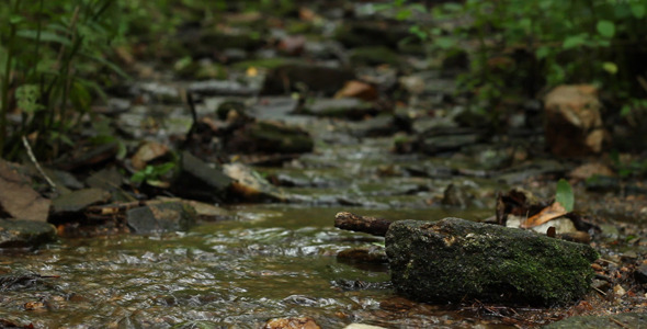 Running Creek In Woods