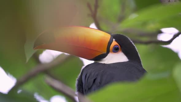 Slow motion of a Common Toucan framed by leaves looking back at camera