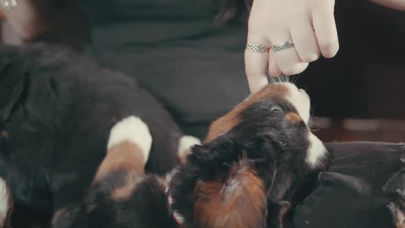 A young puppy nibbles and chews on the finger of a young millennial woman in slow motion