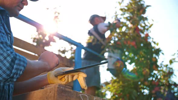 Apple Harvesting