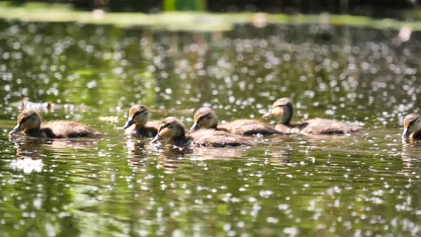 Group Of Duck Birds Floating In summer Pond,close up shot