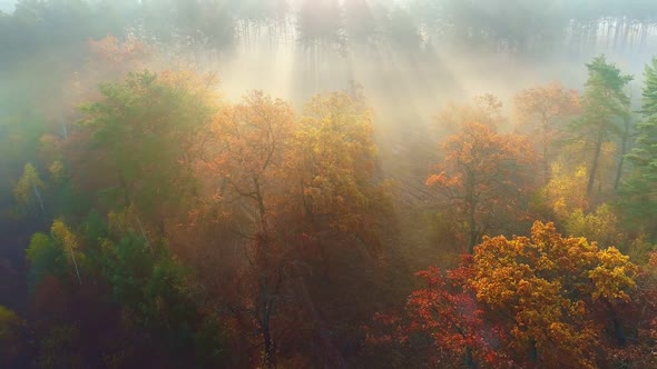 Aerial Shot. Sunny Weather in Foggy Autumn Forest. Flying Over Colorful Autumn Trees in the Morning