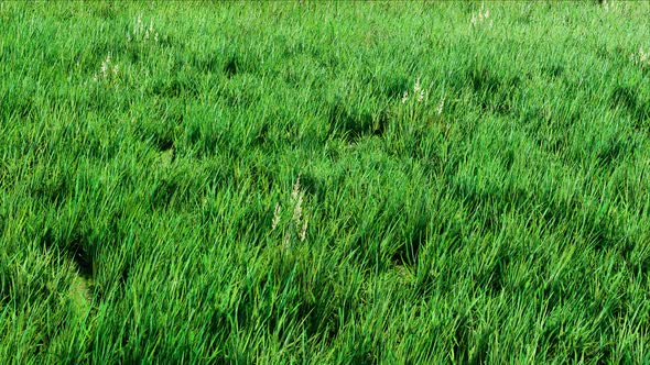 Garden Grass Field Nature Background