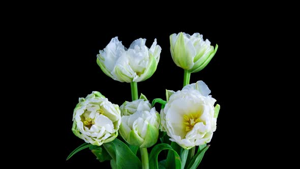 Timelapse Bouquet of White Tulips on a Black Background