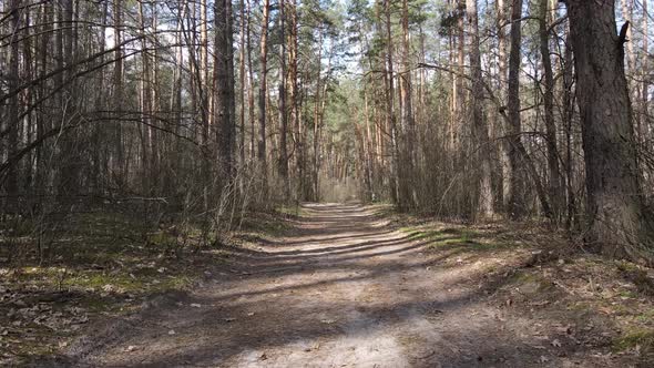 Aerial View of the Road Inside the Forest