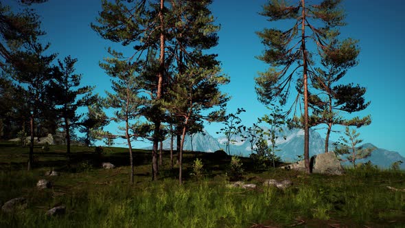 Pine Tree Forests at the Base of Mountain in Sunny Day of Summer