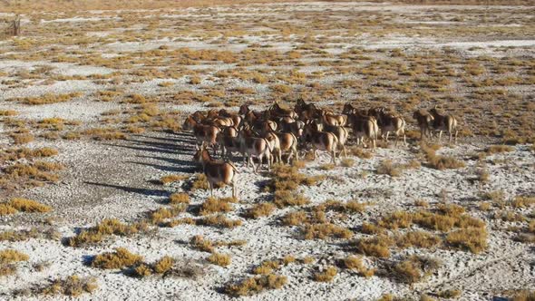 A Herd of Przewalski's Horses Gallops Across the Steppe Filmed From a Drone