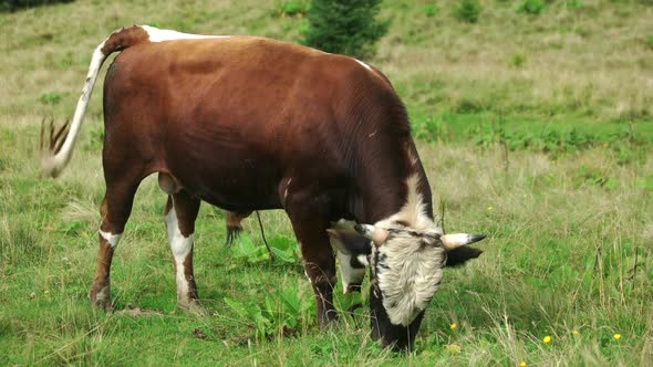 Young Bull Grazing on a Meadow in Summer