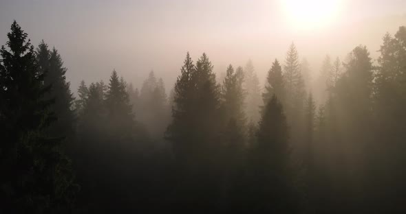 Carpathian Mountains, Densely Covered With Forests. Fog