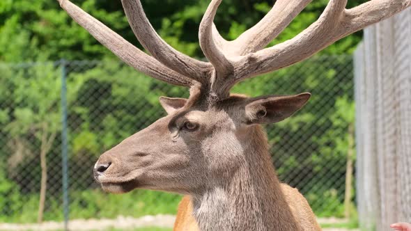 Beautiful Deer with Big Horns Side View Close Up
