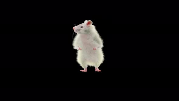 Rat Dancing