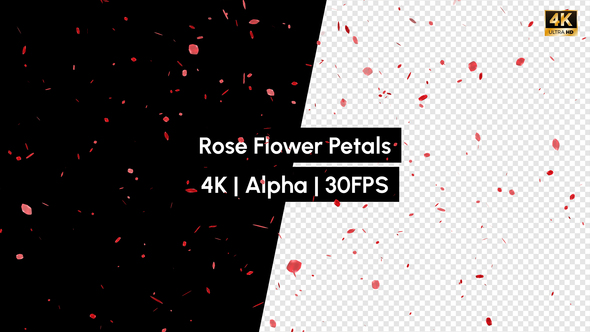 Rose Flower Petals Falling with Alpha