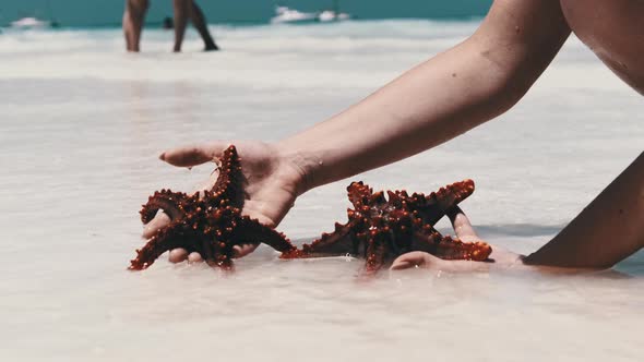 Woman Hands Holds Two Red Starfish Over Transparent Ocean Water on White Beach