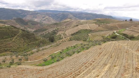 Vines of Douro Porto Wine Region