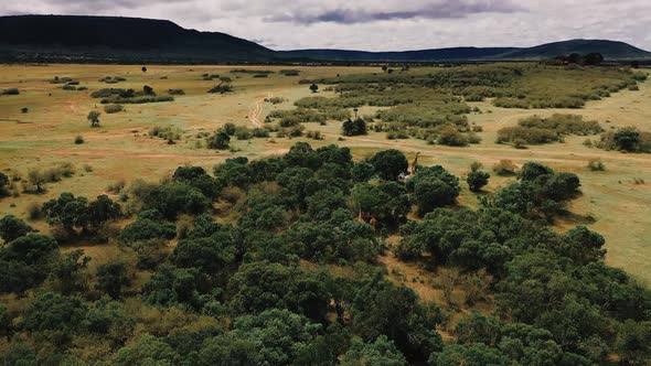 Aerial View Of Giraffes