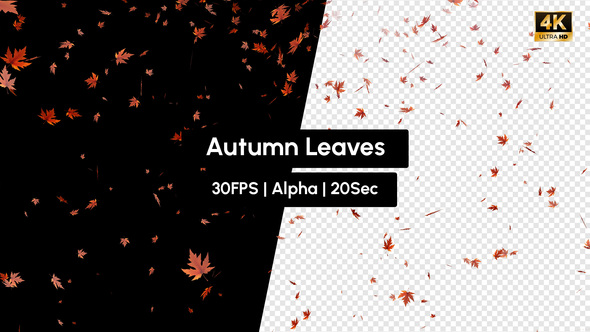 Autumn Leaves Falling with Alpha