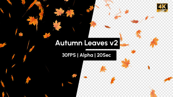 Real Autumn Leaves Falling V2 with Alpha