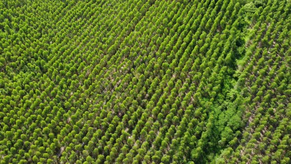 Aerial view of Cultivation trees and plantation in outdoor nursery.