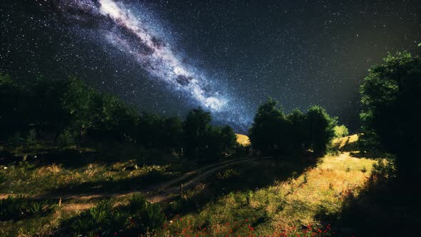 Green Trees Woods In Park Under Night Starry Sky