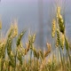 Spikelets of Wheat on a Large Field in Cloudy Summer Day. - VideoHive Item for Sale