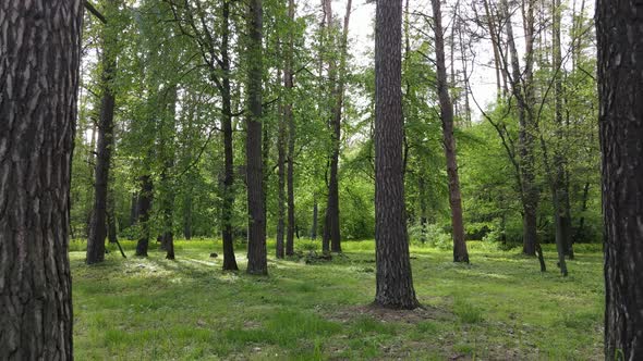 Wild Forest Landscape on a Summer Day