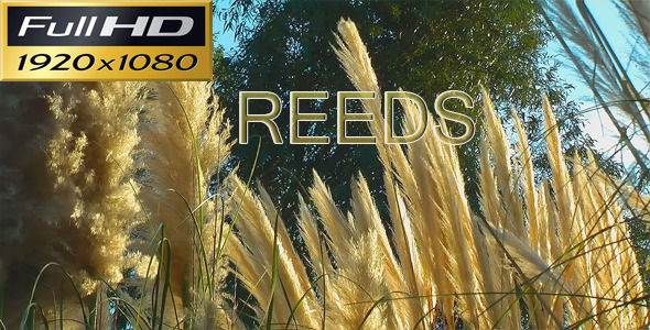 Reeds Full HD