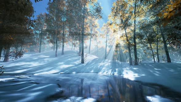 Snow falling in a forest looped HD