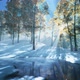 Snow falling in a forest looped HD - VideoHive Item for Sale