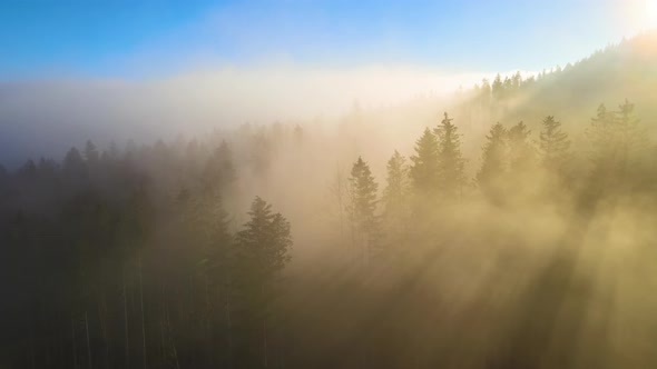 Aerial View of Foggy Evening Over Dark Pine Forest Trees at Bright Sunset