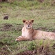 Lioness Lying In Grass Looking Around - VideoHive Item for Sale