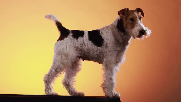 Side View of a Fox Terrier Dog in the Studio on a Yellow Orange Gradient Background. The Pet Stands
