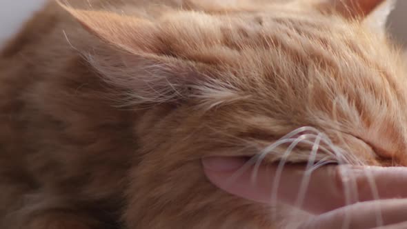 Woman Is Stroking Cute Ginger Cat on Windowsill. Fluffy Pet Purring with Pleasure. Cozy Home.