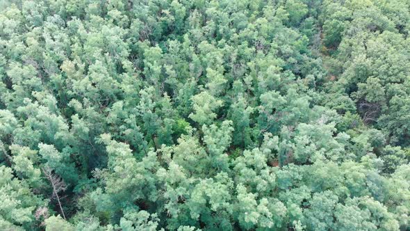 Pine Forest, Aerial View with Drone. Top View in Pine Wood Park on Forest Trees.