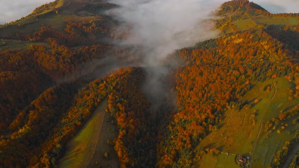 Sunrise in the Misty Forest