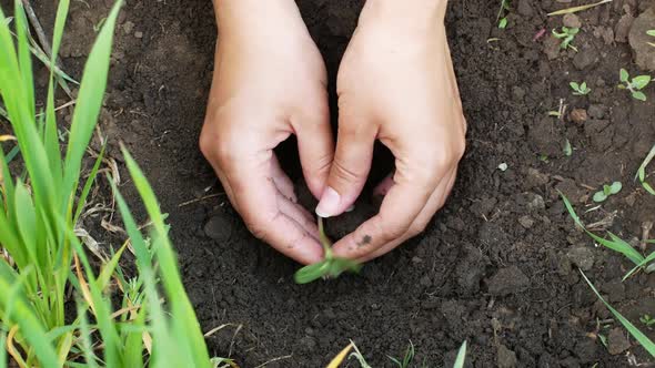 Farmer hands planting seedlings in the ground in the garden. Organic farming and spring gardening