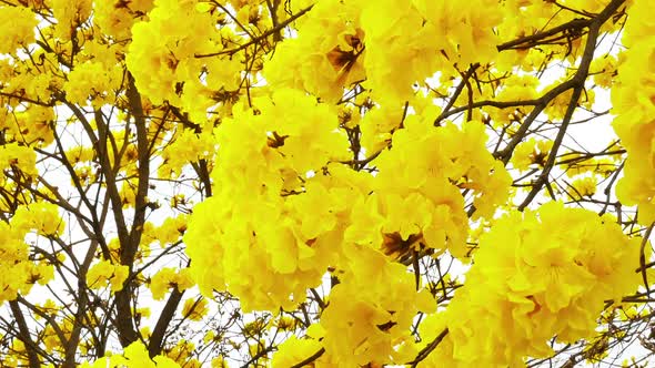 Tabebuia Flower Blossom in the Garden